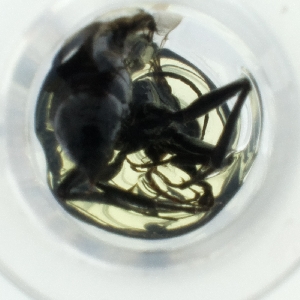  ( - RAIM_039_A10)  @11 [ ] by (2023) Wellcome Sanger Institute (Genome Research Limited) Wellcome Sanger Institute (Genome Research Limited)