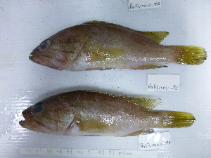  (Epinephelus poecilonotus - E.poecilonotus.-94 Perlis)  @14 [ ] Copyright (2012) Rajiv USM