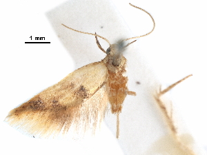  ( - CCDB-29473-A01)  @11 [ ] CreativeCommons - Attribution (2018) CBG Photography Group Centre for Biodiversity Genomics