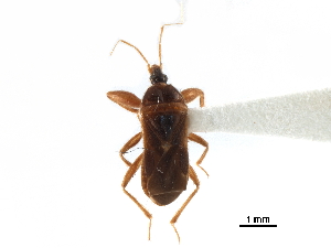  (Pachynomidae - CCDB-29473-G01)  @11 [ ] CreativeCommons - Attribution Non-Commercial Share-Alike (2018) CBG Photography Group Centre for Biodiversity Genomics