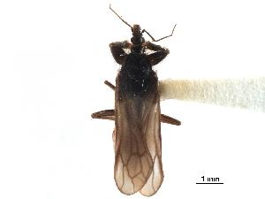  (Aenictopecheinae - CCDB-29473-G04)  @11 [ ] CreativeCommons - Attribution Non-Commercial Share-Alike (2018) CBG Photography Group Centre for Biodiversity Genomics