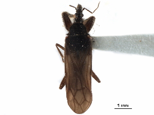  (Aenictopecheidae - CCDB-29473-G05)  @11 [ ] CreativeCommons - Attribution Non-Commercial Share-Alike (2018) CBG Photography Group Centre for Biodiversity Genomics