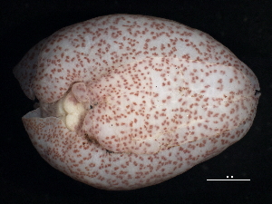  ( - BIOUG12670-F01)  @12 [ ] CreativeCommons - Attribution (2014) CBG Photography Group Centre for Biodiversity Genomics