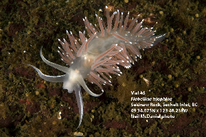  (Flabellina trophina - BIOUG12670-F08)  @11 [ ] CreativeCommons - Attribution (2014) Kara Layton Centre for Biodiversity Genomics