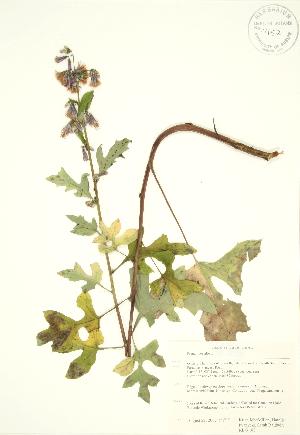  ( - RBG 180)  @11 [ ] Copyright (2009) Steven Newmaster University of Guelph BIO Herbarium