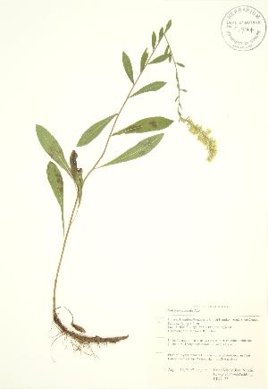  (Solidago nemoralis - RBG 175)  @11 [ ] Copyright (2009) Steven Newmaster University of Guelph BIO Herbarium