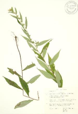  (Solidago caesia - RBG 167)  @11 [ ] Copyright (2009) Steven Newmaster University of Guelph BIO Herbarium