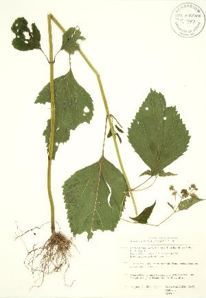  (Ageratina altissima - RBG 164)  @13 [ ] Copyright (2009) Steven Newmaster University of Guelph BIO Herbarium