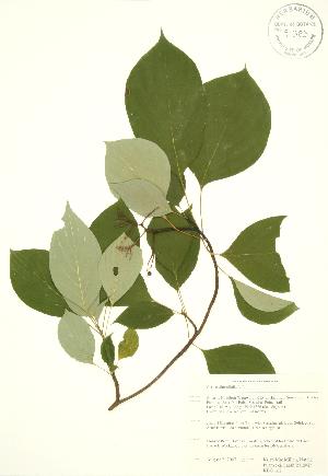  (Cornus alternifolia - RBG 162)  @11 [ ] Copyright (2009) Steven Newmaster University of Guelph BIO Herbarium