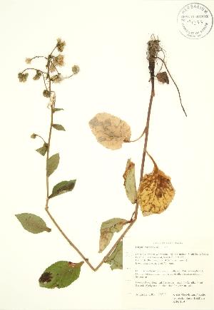  (Eurybia macrophylla - RBG 159)  @11 [ ] Copyright (2009) Steven Newmaster University of Guelph BIO Herbarium