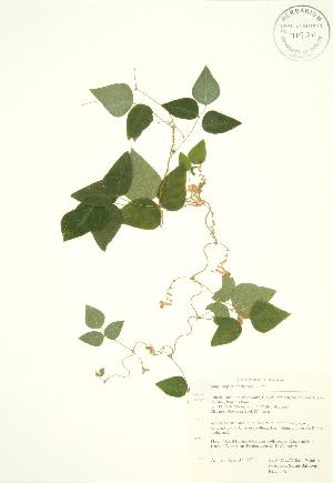  (Amphicarpaea - RBG 172)  @13 [ ] Copyright (2009) Steven Newmaster University of Guelph BIO Herbarium