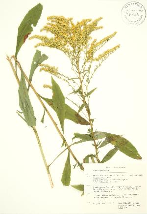  ( - RBG 137)  @11 [ ] Copyright (2009) Steven Newmaster University of Guelph BIO Herbarium