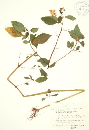  ( - RBG 134)  @11 [ ] Copyright (2009) Steven Newmaster University of Guelph BIO Herbarium