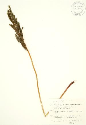  ( - RBG 127)  @12 [ ] Copyright (2009) Steven Newmaster University of Guelph BIO Herbarium