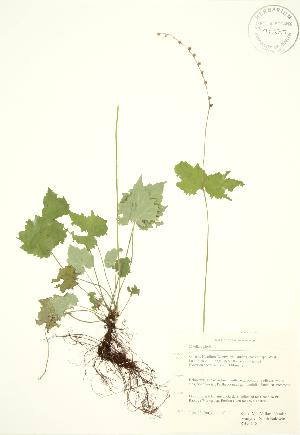  (Mitella diphylla - RBG 118)  @11 [ ] Copyright (2009) Steven Newmaster University of Guelph BIO Herbarium