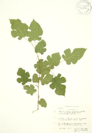  (Morus alba - RBG 115)  @11 [ ] Copyright (2009) Steven Newmaster University of Guelph BIO Herbarium