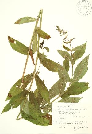  (Stachys tenuifolia - RBG 112)  @11 [ ] Copyright (2009) Steven Newmaster University of Guelph BIO Herbarium