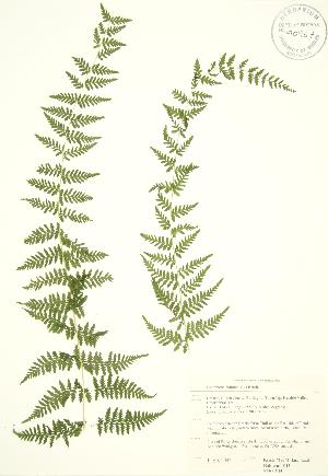  (Cystopteris bulbifera - RBG 104)  @14 [ ] Copyright (2009) Steven Newmaster University of Guelph BIO Herbarium