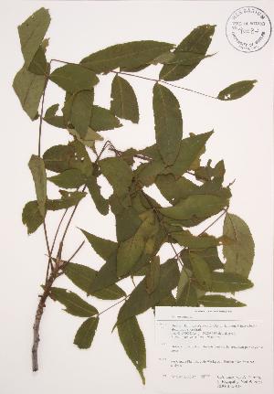  ( - RBG-Blitz 013)  @11 [ ] Copyright (2009) Steven Newmaster University of Guelph BIO Herbarium