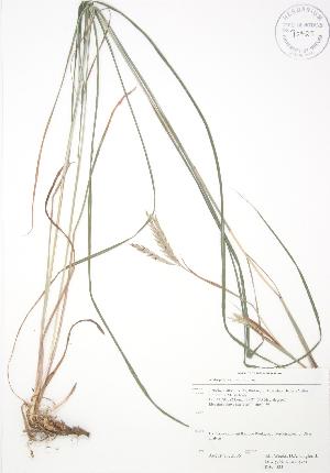  ( - RBG 003)  @11 [ ] Copyright (2009) Steven Newmaster University of Guelph BIO Herbarium