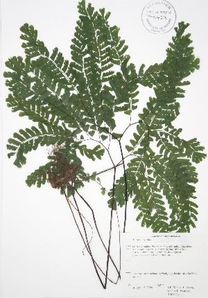  (Adiantum pedatum - RBG 006)  @11 [ ] Copyright (2009) Steven Newmaster University of Guelph BIO Herbarium