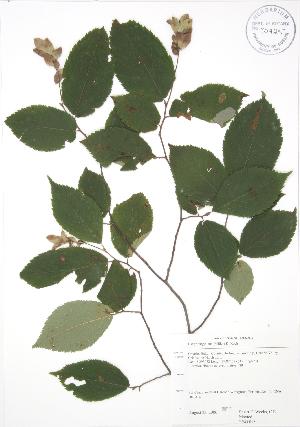  ( - RBG 018)  @11 [ ] Copyright (2009) Steven Newmaster University of Guelph BIO Herbarium