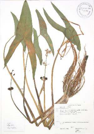  (Sagittaria latifolia - RBG 012)  @11 [ ] Copyright (2009) Steven Newmaster University of Guelph BIO Herbarium