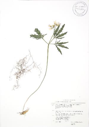 (Cardamine concatenata - RBG 021)  @11 [ ] Copyright (2009) Steven Newmaster University of Guelph BIO Herbarium