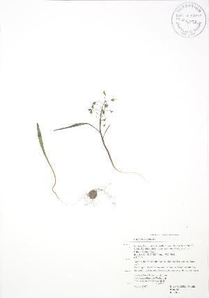  (Claytonia virginica - RBG 022)  @11 [ ] Copyright (2009) Steven Newmaster University of Guelph BIO Herbarium