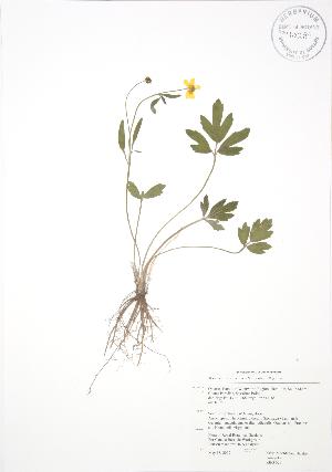  (Ranunculus fascicularis - RBG 029)  @11 [ ] Copyright (2009) Steven Newmaster University of Guelph BIO Herbarium