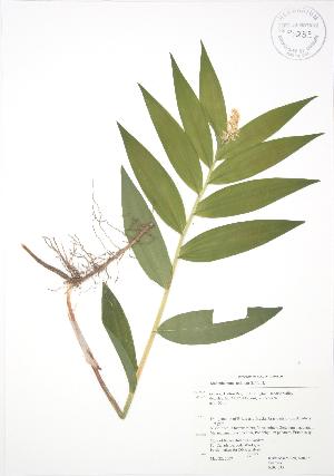  ( - RBG 035)  @11 [ ] Copyright (2009) Steven Newmaster University of Guelph BIO Herbarium