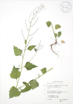  ( - RBG 038)  @11 [ ] Copyright (2009) Steven Newmaster University of Guelph BIO Herbarium