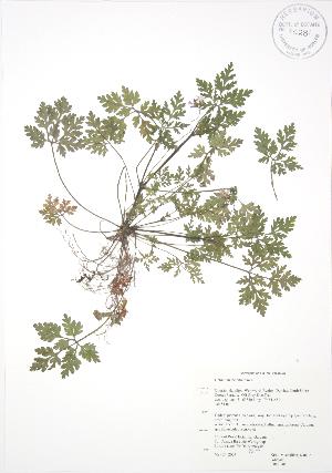  ( - RBG 040)  @11 [ ] Copyright (2009) Steven Newmaster University of Guelph BIO Herbarium