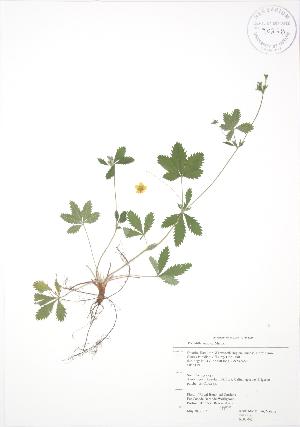  (Potentilla simplex - RBG 043)  @11 [ ] Copyright (2009) Steven Newmaster University of Guelph BIO Herbarium