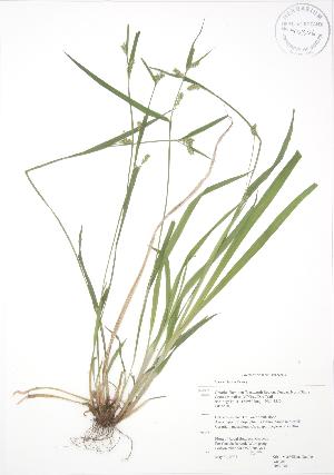  ( - RBG 048)  @11 [ ] Copyright (2009) Steven Newmaster University of Guelph BIO Herbarium
