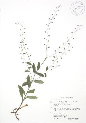  (Myosotis verna - RBG 055)  @11 [ ] Copyright (2009) Steven Newmaster University of Guelph BIO Herbarium