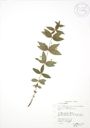  ( - RBG 060)  @11 [ ] Copyright (2009) Steven Newmaster University of Guelph BIO Herbarium
