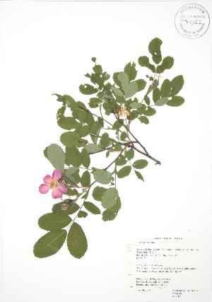  (Rosa blanda - RBG 070)  @11 [ ] Copyright (2009) Steven Newmaster University of Guelph BIO Herbarium