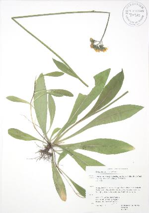  ( - RBG 072)  @11 [ ] Copyright (2009) Steven Newmaster University of Guelph BIO Herbarium