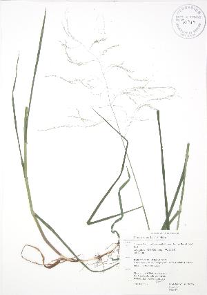  ( - RBG 074)  @11 [ ] Copyright (2009) Steven Newmaster University of Guelph BIO Herbarium