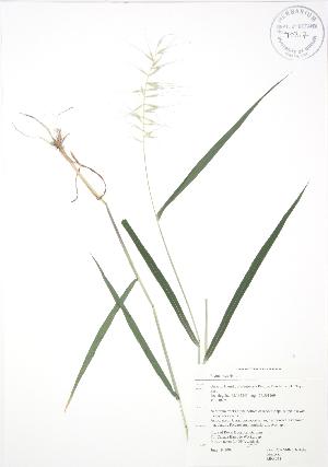  ( - RBG 078)  @11 [ ] Copyright (2009) Steven Newmaster University of Guelph BIO Herbarium
