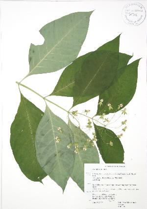  ( - RBG 079)  @13 [ ] Copyright (2009) Steven Newmaster University of Guelph BIO Herbarium