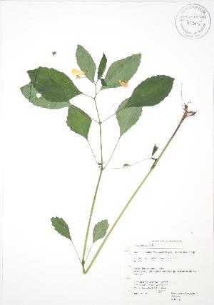  ( - RBG 081)  @11 [ ] Copyright (2009) Steven Newmaster University of Guelph BIO Herbarium