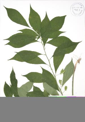  (Hybanthus concolor - RBG 083)  @11 [ ] Copyright (2009) Steven Newmaster University of Guelph BIO Herbarium
