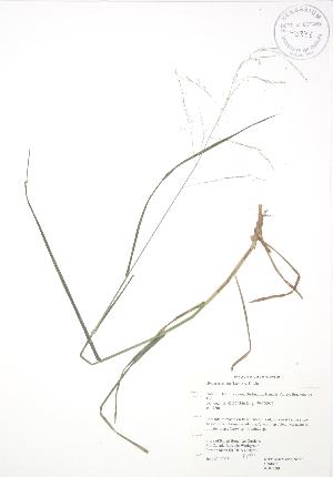  ( - RBG 089)  @11 [ ] Copyright (2009) Steven Newmaster University of Guelph BIO Herbarium