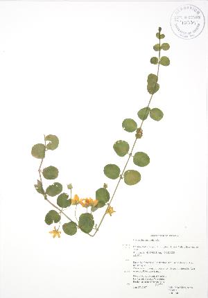  ( - RBG 090)  @11 [ ] Copyright (2009) Steven Newmaster University of Guelph BIO Herbarium