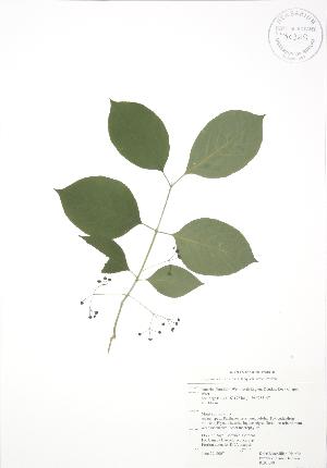  (Euonymus atropurpureus - RBG 099)  @11 [ ] Copyright (2009) Steven Newmaster University of Guelph BIO Herbarium
