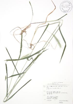  (Elymus villosus - RBG 100)  @11 [ ] Copyright (2009) Steven Newmaster University of Guelph BIO Herbarium