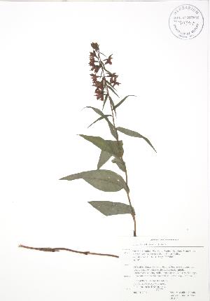  (Epipactis helleborine - RBG 145)  @11 [ ] Copyright (2009) Steven Newmaster University of Guelph BIO Herbarium
