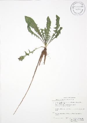 (Taraxacum officinale - RBG-Blitz 022)  @11 [ ] Copyright (2009) Steven Newmaster University of Guelph BIO Herbarium